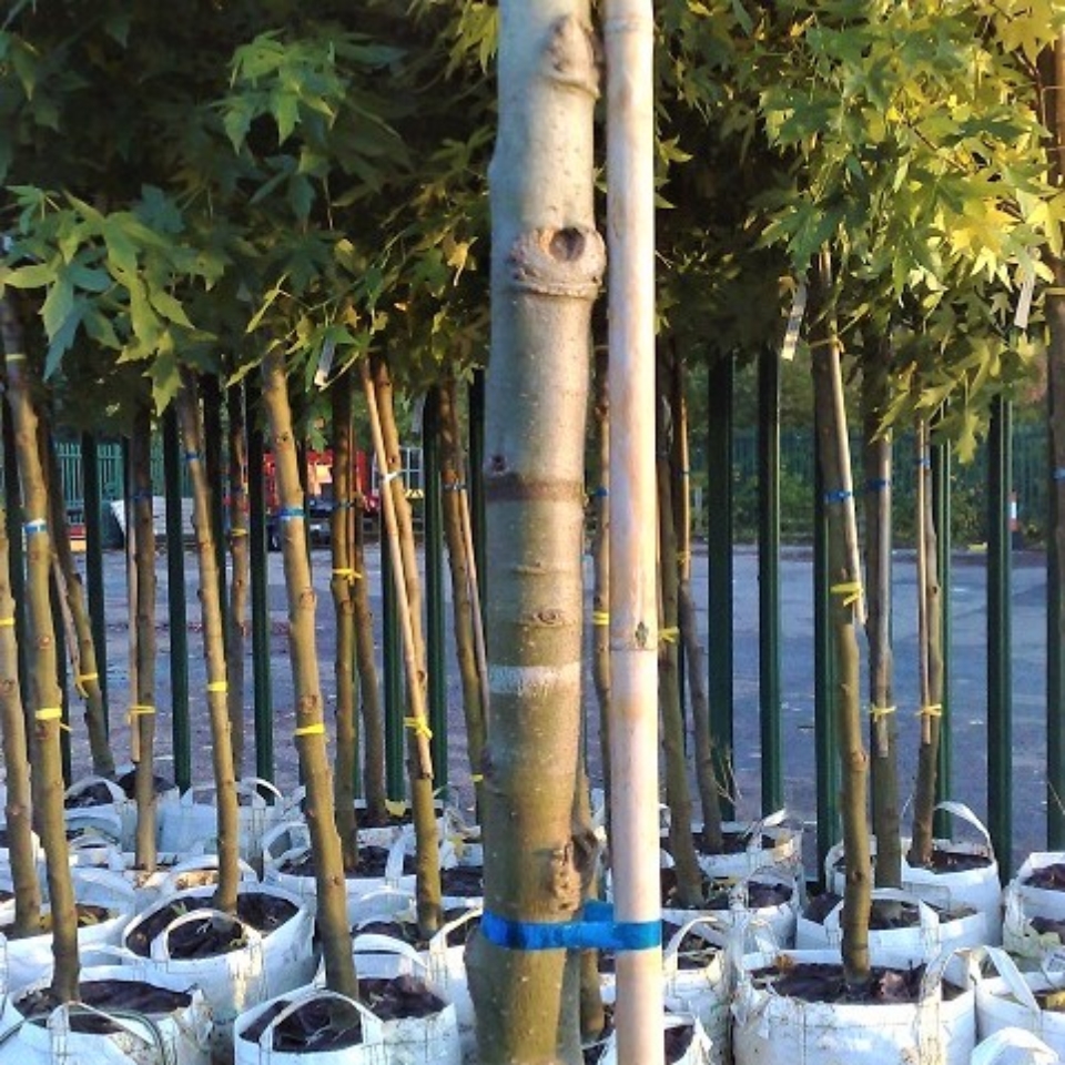 1 Tree Planting