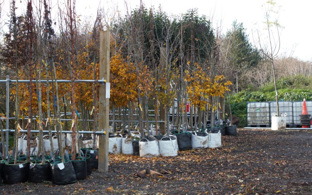 Arboricultural Groundworks to Manage New Nursery